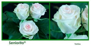 ROSE SENIORITA 70